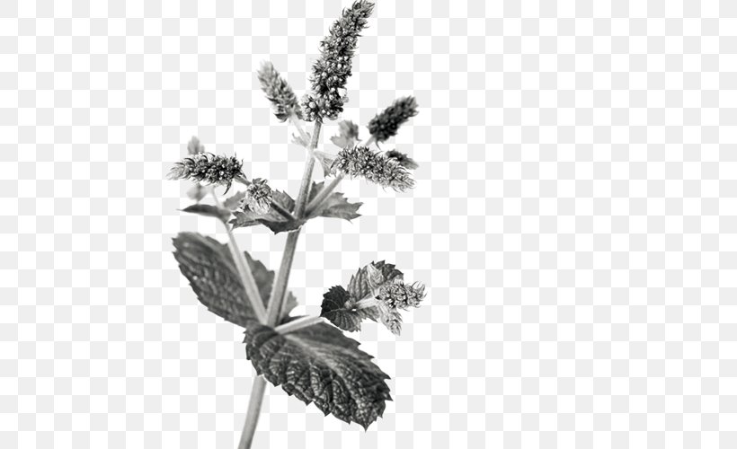 Mentha Spicata Maghrebi Mint Tea, PNG, 500x500px, Mentha Spicata, Black And White, Branch, Flower, Herb Download Free