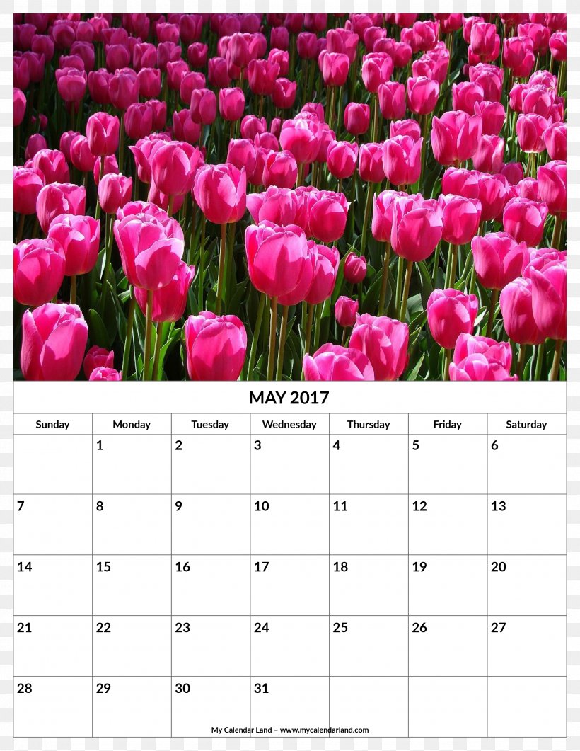 Tulip Flower, PNG, 2550x3300px, Tulip, Calendar, Color, Flower, Flowering Plant Download Free