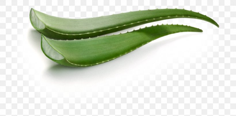 Aloe Vera Leaf Gel, PNG, 868x428px, Aloe Vera, Aloe, Gel, Information, Leaf Download Free