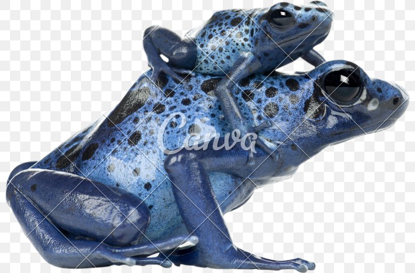 Blue Poison Dart Frog Green And Black Poison Dart Frog, PNG, 800x540px, Frog, Amphibian, Animal Figure, Blue Poison Dart Frog, Dyeing Dart Frog Download Free