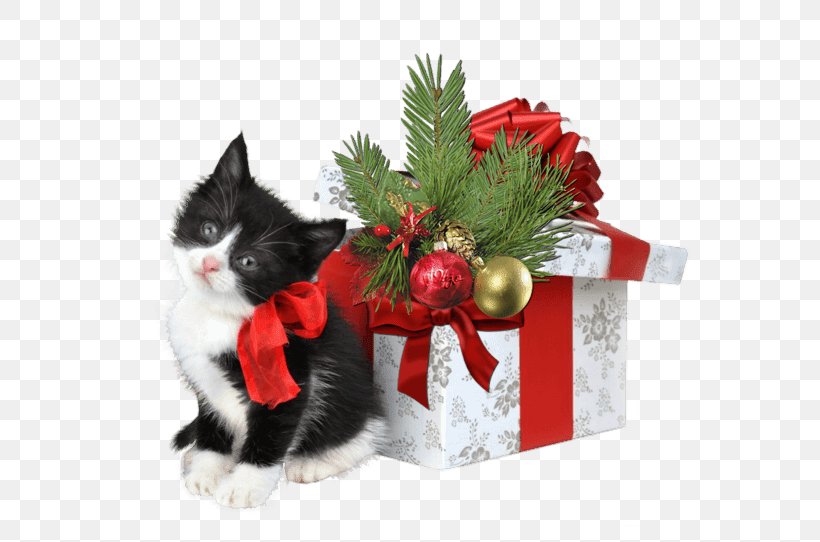 Cat Kitten Christmas Gift Christmas Gift, PNG, 600x542px, Cat, Birthday, Black Cat, Cat Like Mammal, Cats Protection Download Free
