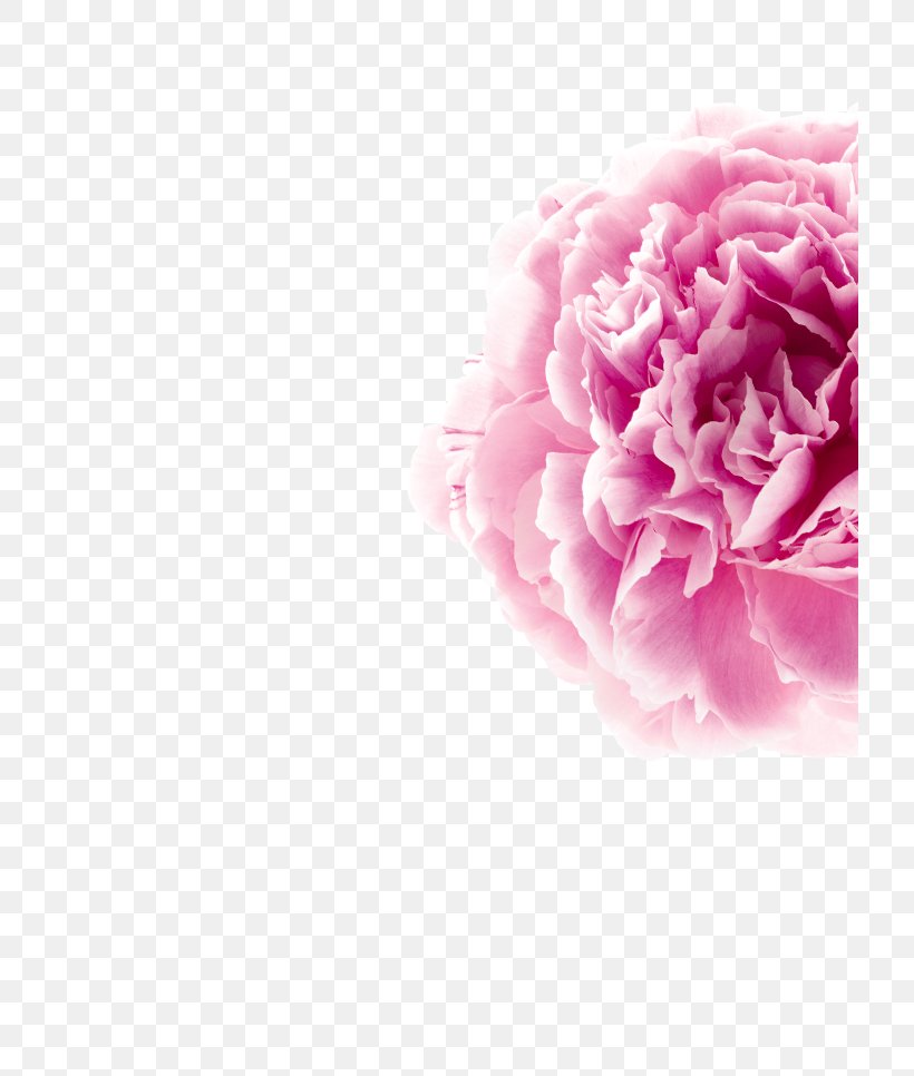 Garden Roses Hair Skin Peony Klorane, PNG, 720x966px, Garden Roses, Body, Cabbage Rose, Carnation, Cut Flowers Download Free