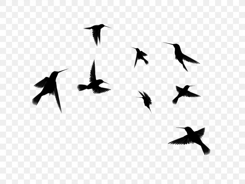 Hummingbird Clip Art Flight, PNG, 1167x876px, Bird, Animal Migration, Beak, Bird Flight, Bird Migration Download Free