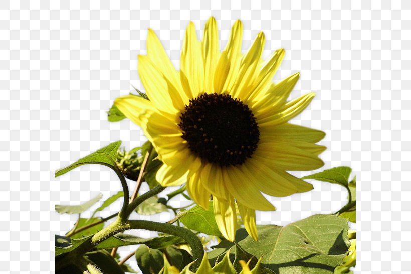 Common Sunflower PhotoScape, PNG, 600x546px, Common Sunflower, Annual Plant, Daisy Family, Flower, Flowering Plant Download Free