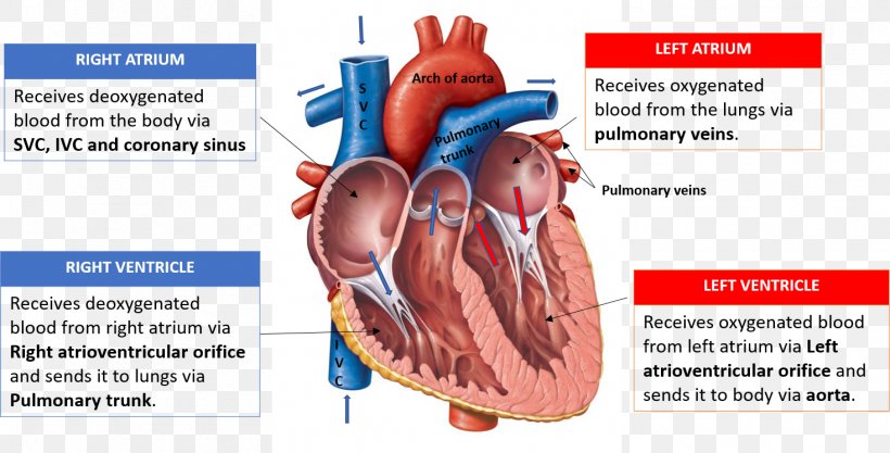 Heart Valve Diagram Anatomy Heart Chamber, PNG, 1469x748px, Watercolor, Cartoon, Flower, Frame, Heart Download Free