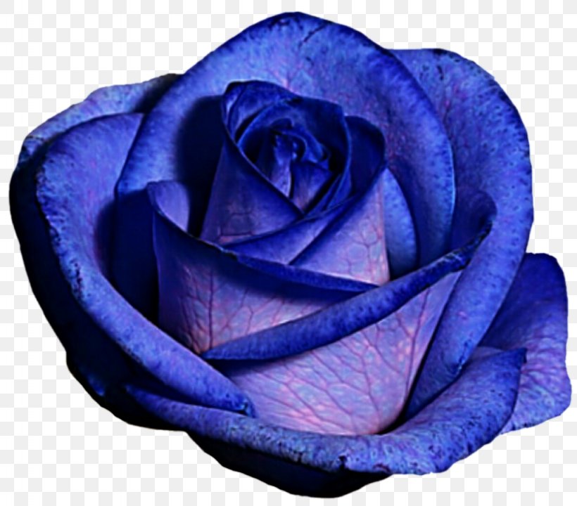 Centifolia Roses Blue Rose Purple, PNG, 1024x900px, Centifolia Roses, Blue, Blue Rose, Cobalt Blue, Electric Blue Download Free