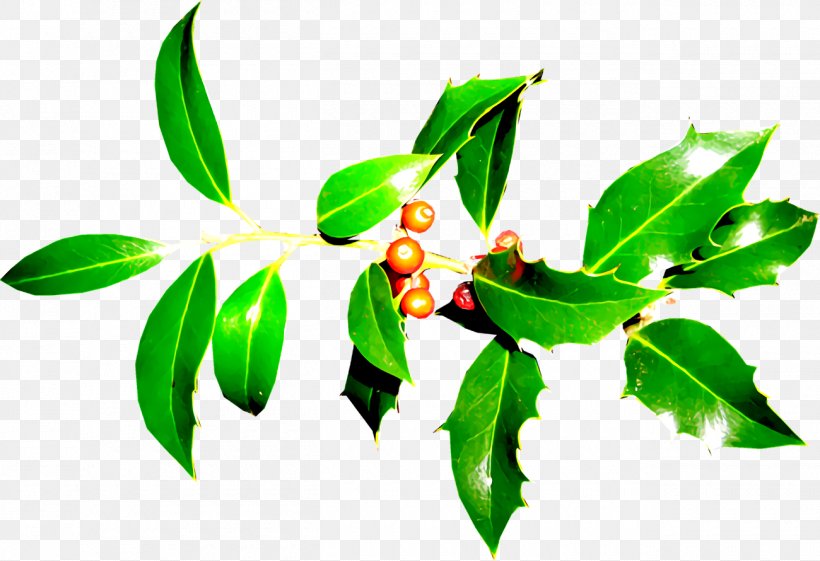 Christmas Holly Ilex Holly, PNG, 1300x890px, Christmas Holly, Branch, Christmas, Flower, Holly Download Free