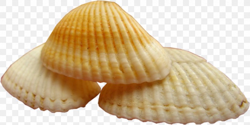 Cockle Clam Mussel Mollusc Shell Seashell, PNG, 1550x774px, Cockle, Baking Cup, Blog, Blue Mussel, Centerblog Download Free