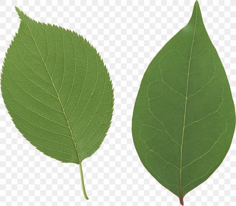 Desktop Wallpaper Leaf Display Resolution, PNG, 2929x2555px, Leaf, Display Resolution, Image File Formats, Photosynthesis, Plant Download Free