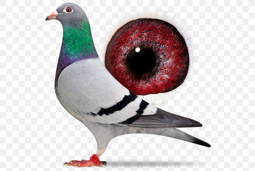 Homing Pigeon Racing Homer Columbidae Bird Beak, PNG, 556x549px, Homing Pigeon, Beak, Bird, Breed, Columbidae Download Free