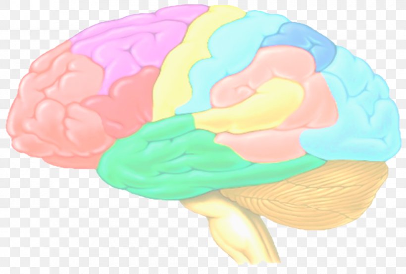 Brain Como Aprende El Cerebro De Los Estudiantes: (Color) Ley General De La Ensenanza Cerebral Agy Organism, PNG, 980x663px, Watercolor, Cartoon, Flower, Frame, Heart Download Free