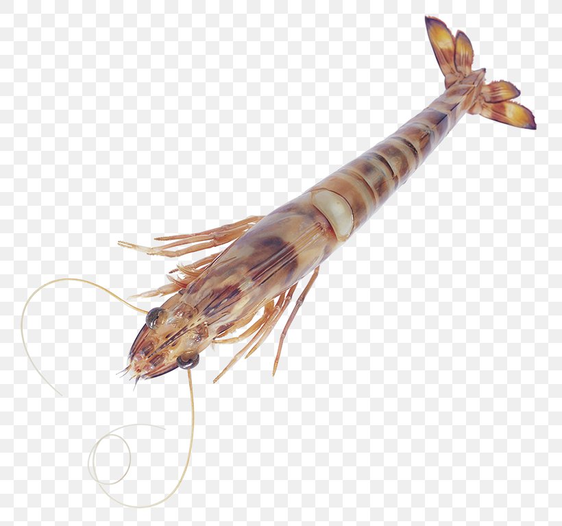 Caridea Seafood Crab Shrimp Palinurus Elephas, PNG, 800x767px, Caridea, Animal Source Foods, Archive File, Atyopsis, Fauna Download Free