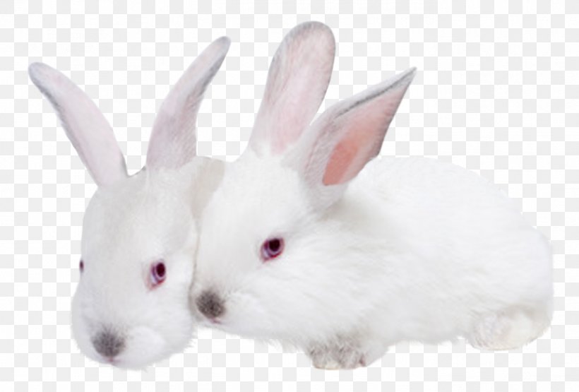 Hare Domestic Rabbit Mammal Animal, PNG, 1368x926px, Hare, Animal, Domestic Rabbit, Mammal, Rabbit Download Free