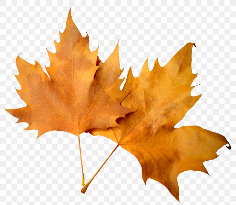 Maple Leaf Autumn Deciduous, PNG, 1650x1433px, Leaf, Autumn, Autumn Leaf Color, Coreldraw, Deciduous Download Free