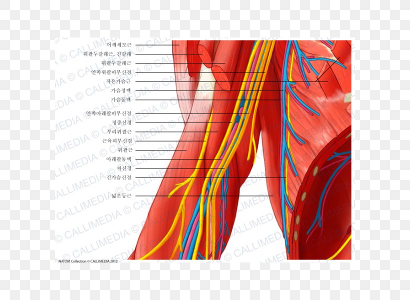 Elbow Ulnar Nerve Blood Vessel Nervous System, PNG, 600x600px, Watercolor, Cartoon, Flower, Frame, Heart Download Free