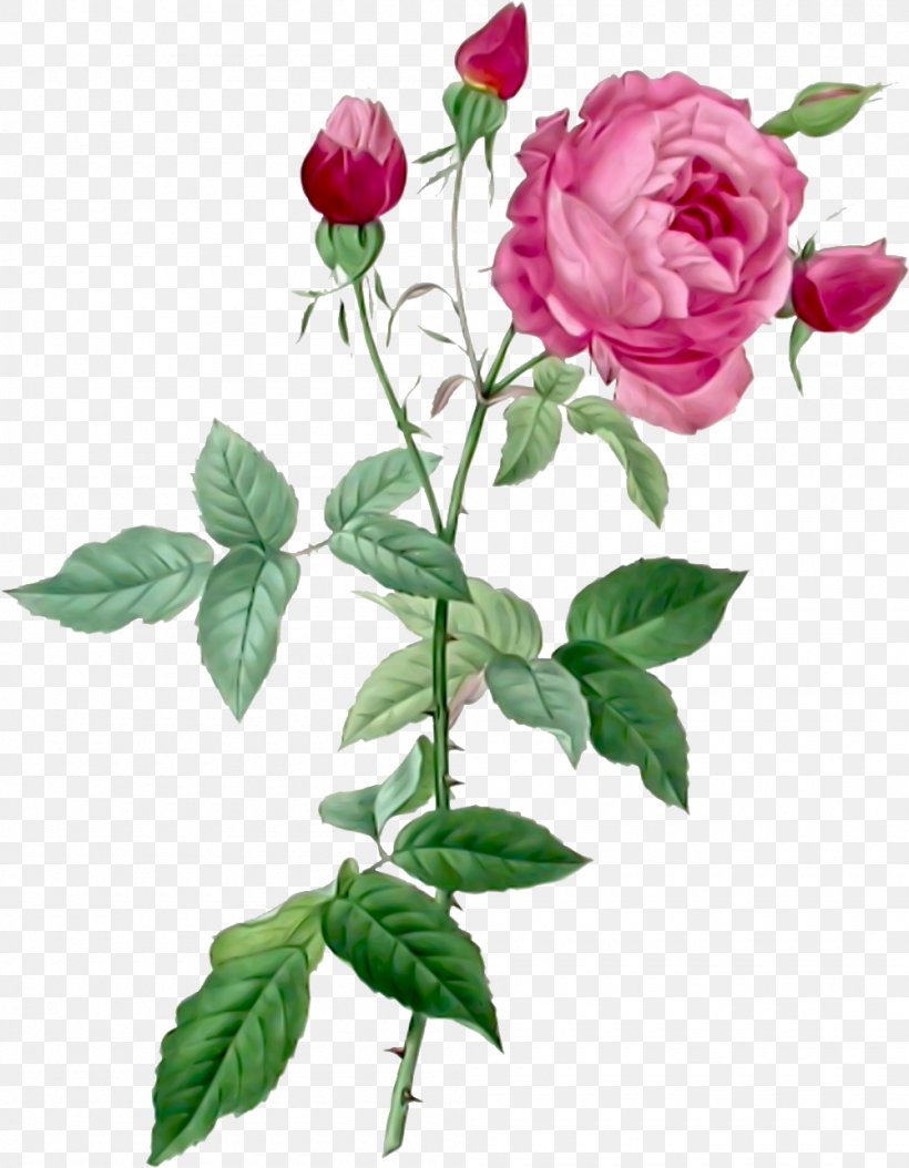 Pierre-Joseph Redouté (1759-1840) Les Roses Flowers The Complete Book Of 169 Redouté Roses French Rose, PNG, 1000x1286px, Les Roses, Art, Artist, Botanical Illustration, Botany Download Free