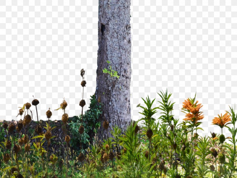 The Wild Trees Flower Trunk, PNG, 1030x775px, Tree, Bark, Branch, Flora, Flower Download Free