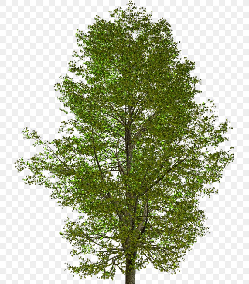American Sycamore Tree Clip Art Oak, PNG, 725x934px, American Sycamore, American Larch, Birch, Branch, Canoe Birch Download Free