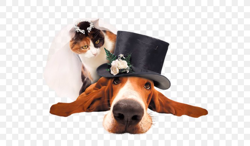 Beagle Puppy Wedding High-definition Television, PNG, 600x480px, Beagle, Carnivoran, Companion Dog, Dog, Dog Breed Download Free