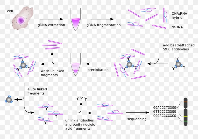 DRIPseq Phenolchloroform Extraction RNA Extraction Rloop, PNG