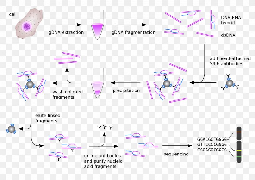DRIP-seq Phenol–chloroform Extraction RNA Extraction R-loop, PNG, 1280x905px, Rna, Antibody, Area, Diagram, Dna Download Free