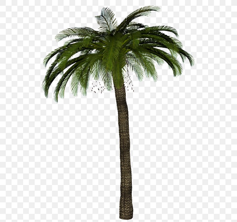 Arecaceae Tree Coconut, PNG, 561x768px, Arecaceae, Arecales, Asian Palmyra Palm, Attalea Speciosa, Borassus Download Free