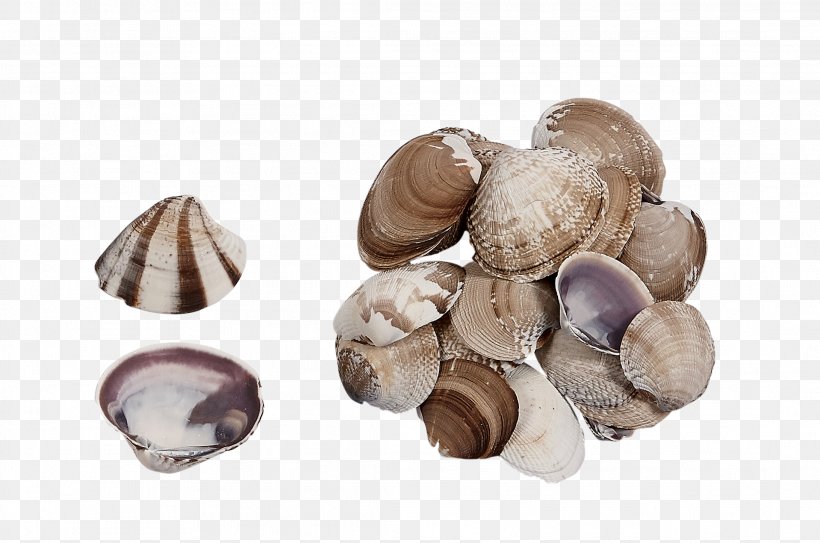 Clam Cockle Seashell Pleurotus Eryngii Edible Mushroom, PNG, 2182x1445px, Clam, Clams Oysters Mussels And Scallops, Cockle, Edible Mushroom, Fungus Download Free