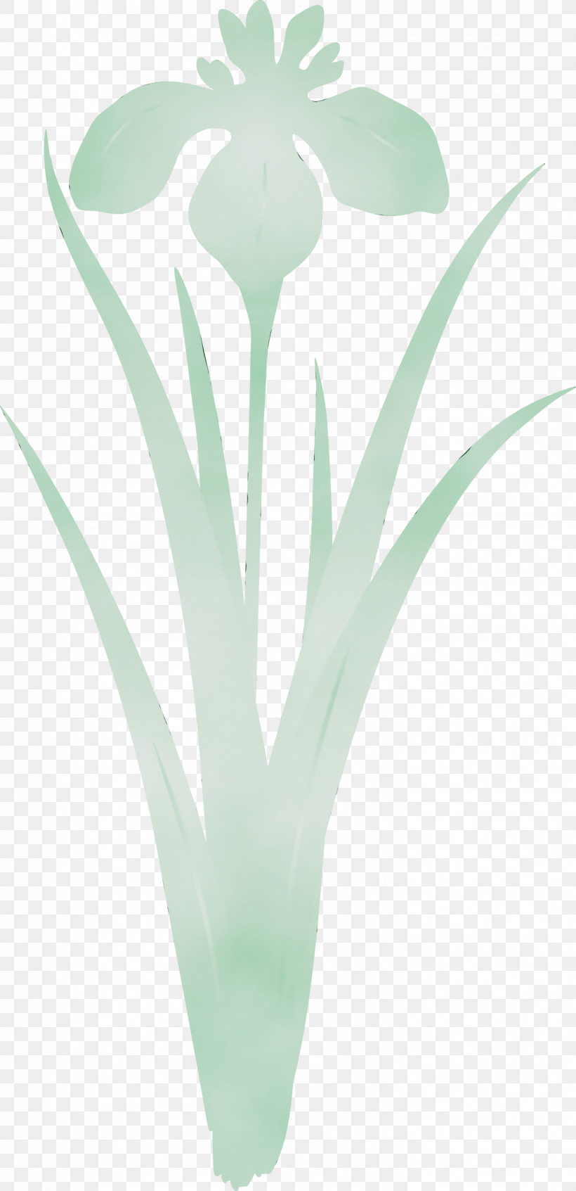 Green Turquoise Flower Plant Leaf, PNG, 1453x3000px, Iris Flower, Flower, Grass, Green, Leaf Download Free