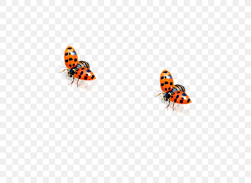 Ladybird Beetle, PNG, 600x600px, Ladybird, Animal, Aphid, Beetle, Body Jewelry Download Free