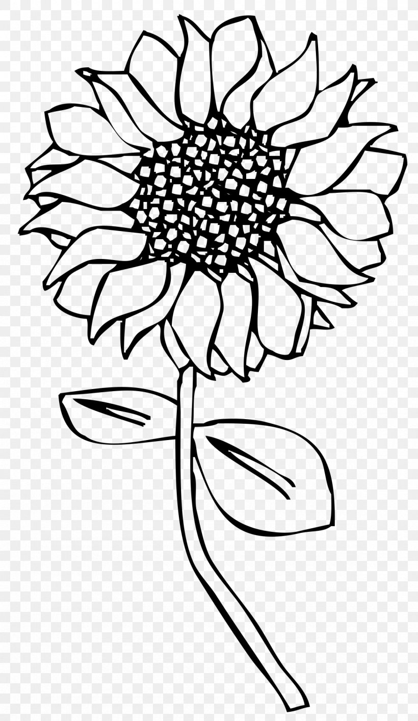 Line Art Drawing Common Sunflower, PNG, 1180x2035px, Line Art, Art, Art Museum, Artwork, Black Download Free