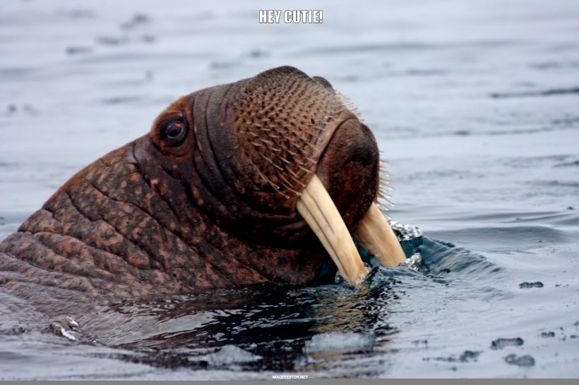 Walrus Chukchi Sea Sea Lion Narwhal Pinniped, PNG, 3200x2134px, Walrus, Animal, Chukchi Sea, Elephant Seal, Fauna Download Free