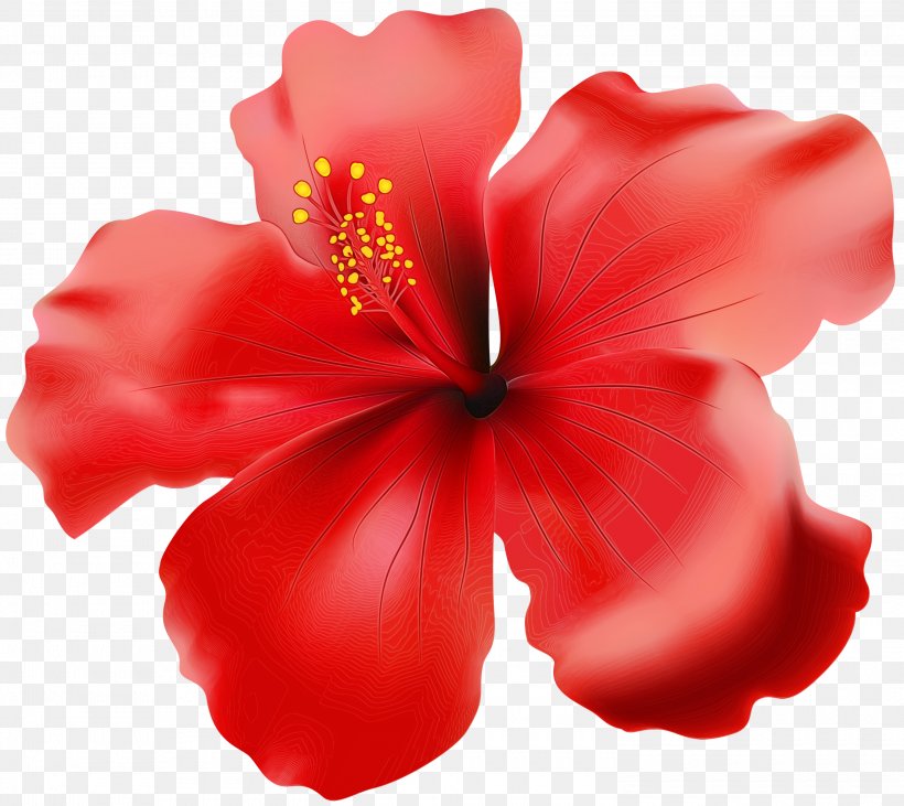 Hibiscus Flowering Plant Petal Red Flower, PNG, 3000x2675px, Watercolor, Chinese Hibiscus, Flower, Flowering Plant, Hawaiian Hibiscus Download Free
