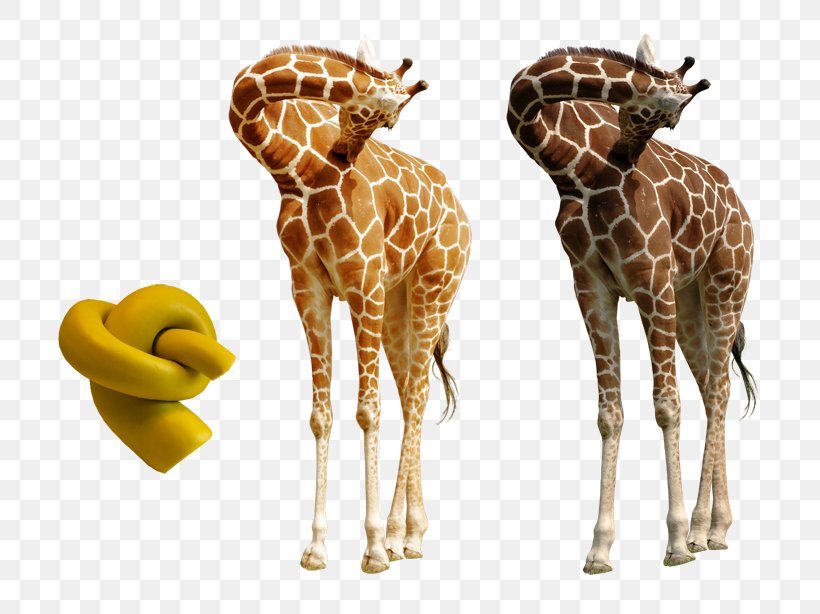 Northern Giraffe Neck Skin Tutorial, PNG, 800x614px, Northern Giraffe, Anatomy, Color, Fauna, Giraffe Download Free