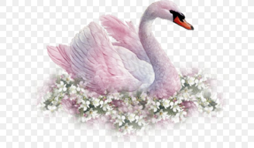 Clip Art Image Mute Swan Transparency, PNG, 640x480px, Mute Swan, Bird, Black Swan, Cygnini, Drawing Download Free