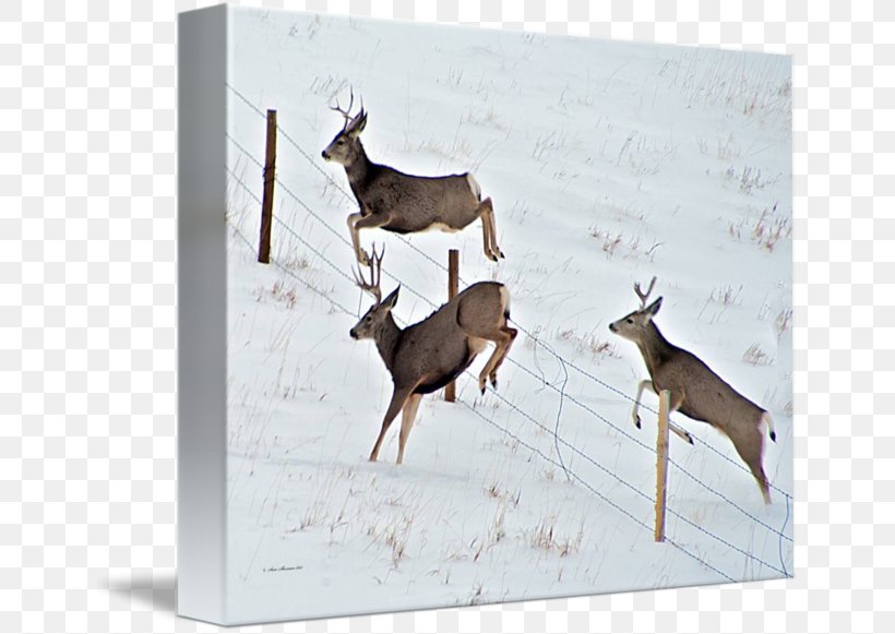 Reindeer Mule Deer White-tailed Deer, PNG, 650x581px, Deer, Deer Hunting, Fauna, Fence, Hunting Download Free