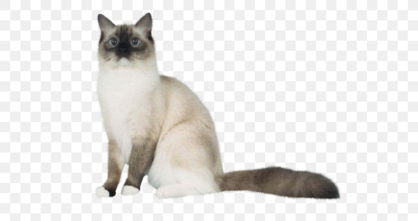 Siamese Cat Birman Balinese Cat Snowshoe Cat Tonkinese Cat, PNG, 601x435px, Siamese Cat, Balinese, Balinese Cat, Birman, Carnivoran Download Free