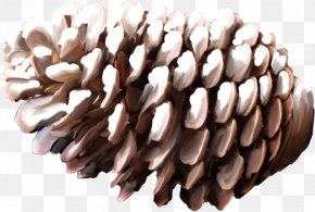 Conifer Cone Pine Download PhotoScape PNG