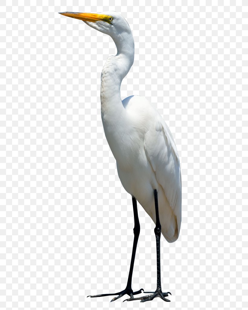 Crane Bird Heron Clip Art, PNG, 500x1028px, Crane, Beak, Bird, Ciconiiformes, Crane Like Bird Download Free