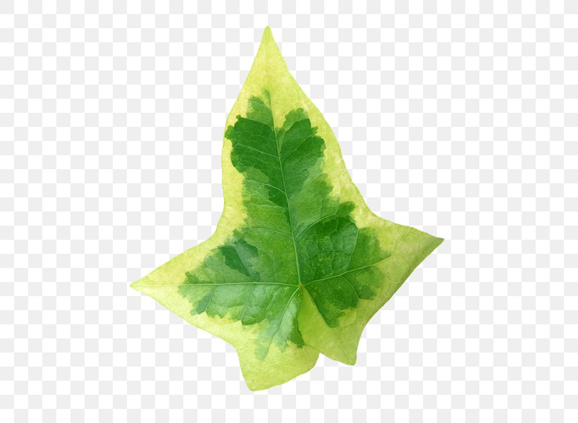 Leaf Clip Art, PNG, 480x600px, Leaf, Houseplant, Ivy, Maple Leaf, Photography Download Free