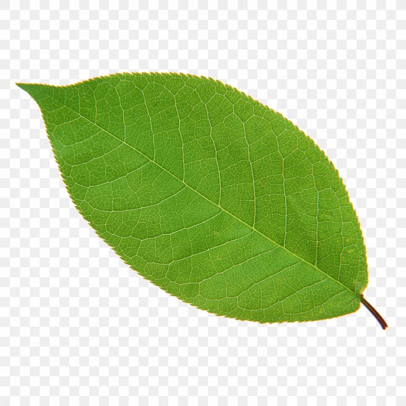 Leaf Green Plant Euclidean Vector, PNG, 2953x2953px, Leaf, Green, Ipomoea Nil, Pixel, Plant Download Free