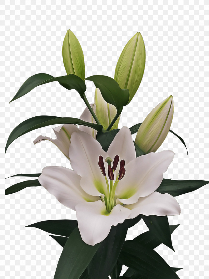 Online Shopping, PNG, 1200x1600px, Lily, Allegro, Annual Plant, Bulb, Cut Flowers Download Free