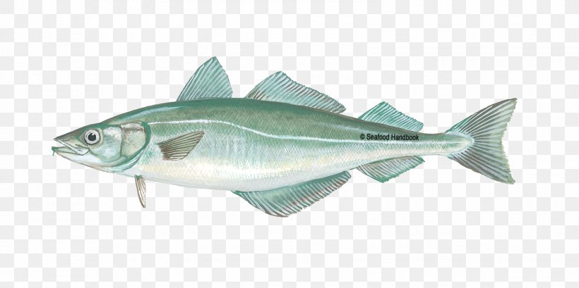 Pollack Fish Cod Alaska Pollock Seafood, PNG, 1600x800px, Pollack, Alaska Pollock, Bonito, Cod, Fauna Download Free