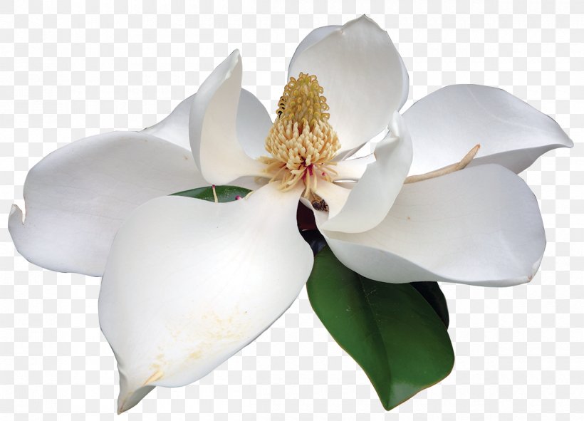 Southern Magnolia Clip Art Flower Image, PNG, 1200x866px, Southern Magnolia, Blossom, Drawing, Flower, Flowering Plant Download Free