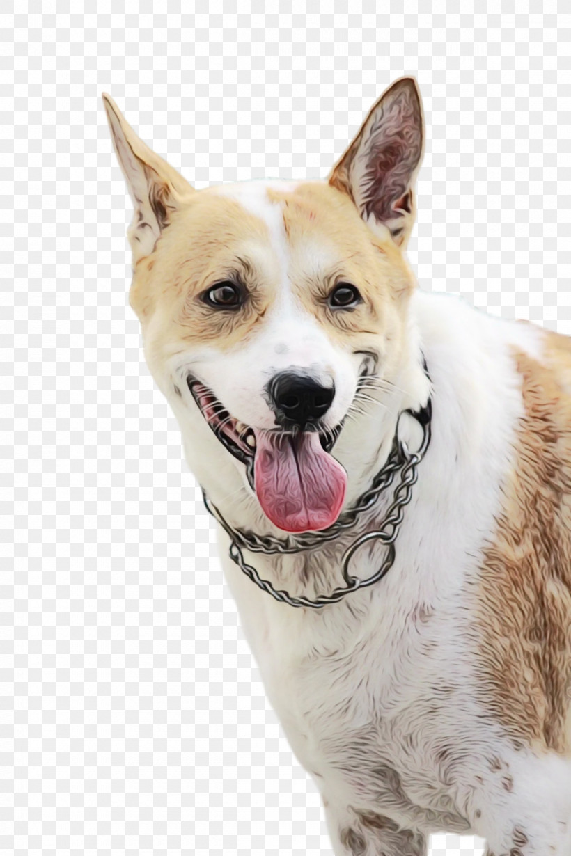 Canaan Dog Snout Companion Dog Breed Groupm, PNG, 1200x1800px, Watercolor, Biology, Breed, Canaan Dog, Companion Dog Download Free