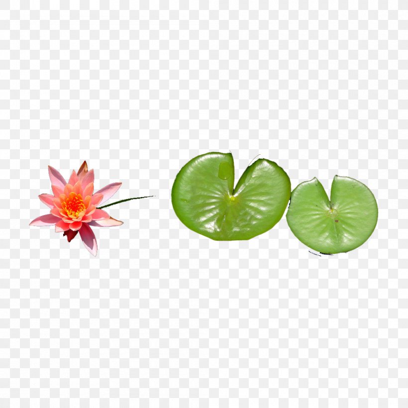 Leaf Lotus Effect Nelumbo Nucifera, PNG, 1000x1000px, Leaf, Aquarium Decor, Flower, Flowerpot, Fruit Download Free