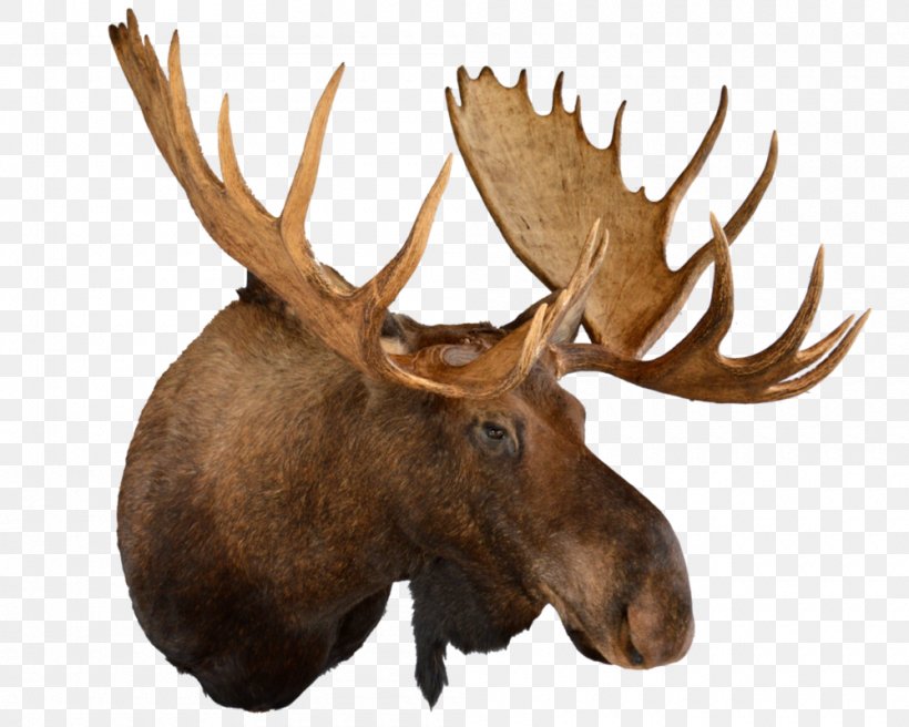 Moose Deer Elk 48 Hours To Die: An Anthony Stone Novel Trophy Hunting, PNG, 1000x800px, Moose, Android, Antler, Biggame Hunting, Deer Download Free