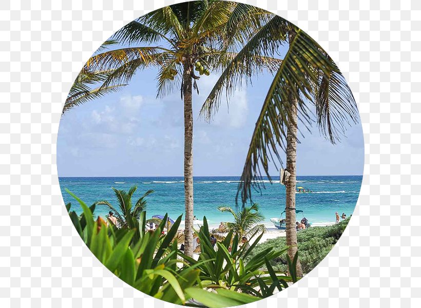 Tulum Vacation Travel Asian Palmyra Palm Information, PNG, 600x600px, Tulum, Arecales, Asian Palmyra Palm, Blog, Borassus Download Free