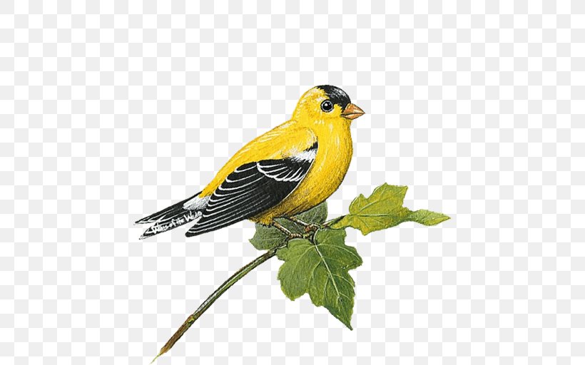 Wall Decal Finch Sticker, PNG, 512x512px, Wall Decal, American Goldfinch, Beak, Bird, Decal Download Free