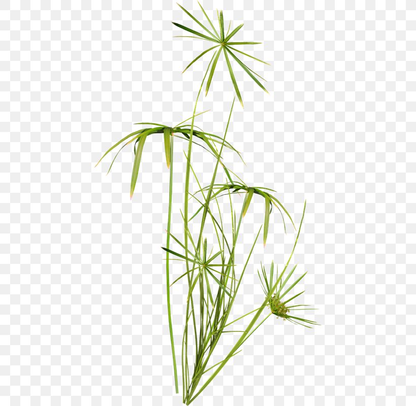 Yellow Nutsedge Plant Stem Flower, PNG, 450x800px, Yellow Nutsedge, Branch, Commodity, Flora, Flower Download Free