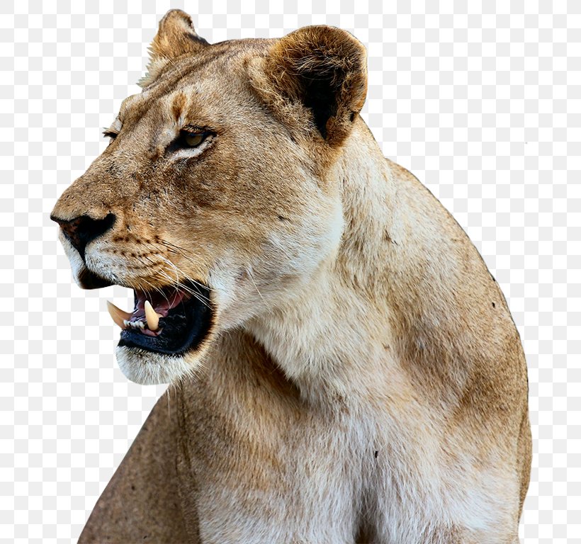 Lion Serengeti National Park Felidae Cat Leopard, PNG, 700x768px, Lion, African Buffalo, Big Cats, Carnivoran, Cat Download Free
